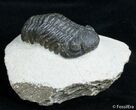 Detailed Phacops Speculator Trilobite - Great Eyes #3123-2
